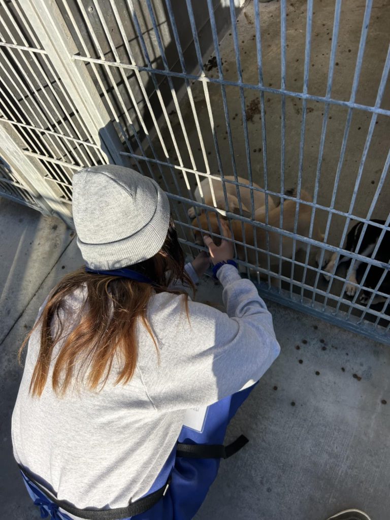 CAMARILLO ANIMAL SHELTER