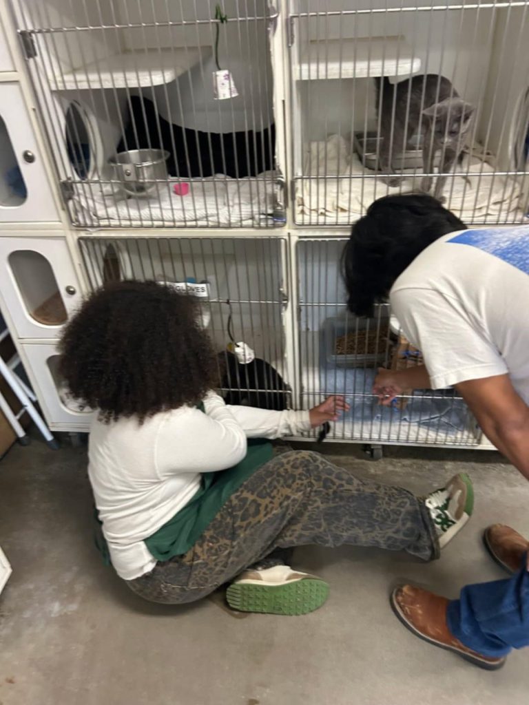 Youth Volunteer At Camarillo Animal Shelter 1x A Week